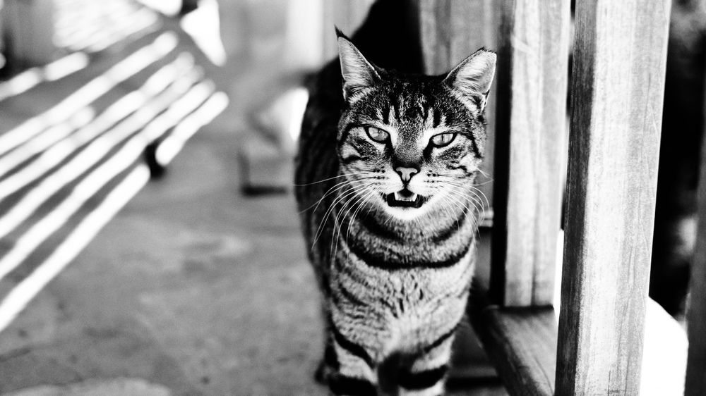 Photograph by Misha Khazov