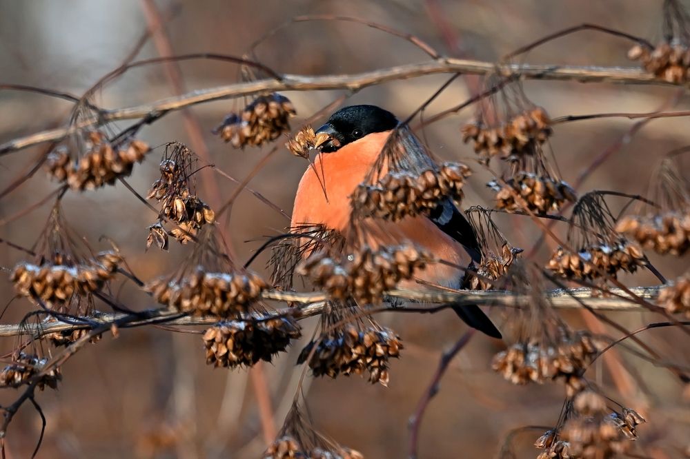 Photograph by Алексей Гордеев