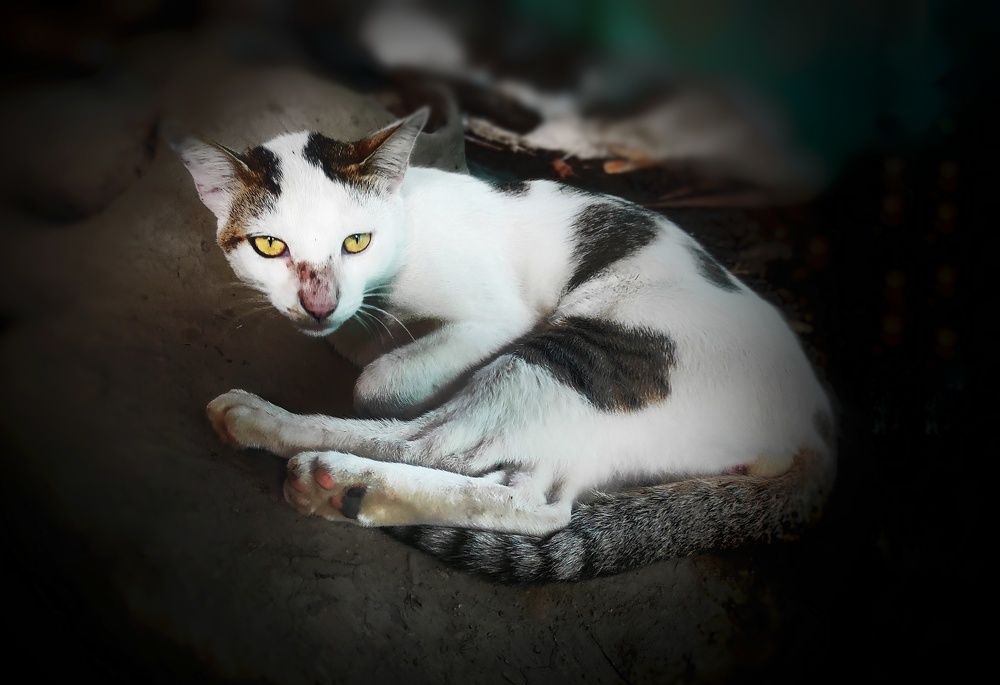 Фотография автора Anwesha Singha