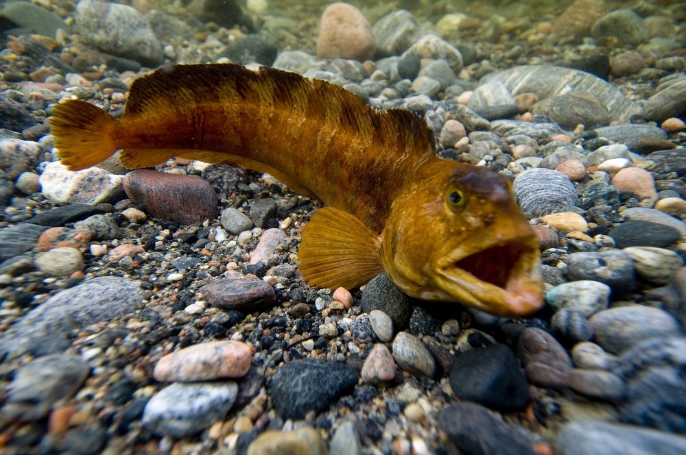 Photograph by Юрий Яковлев