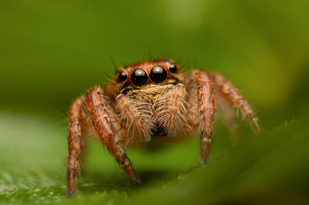 Jumping Spider