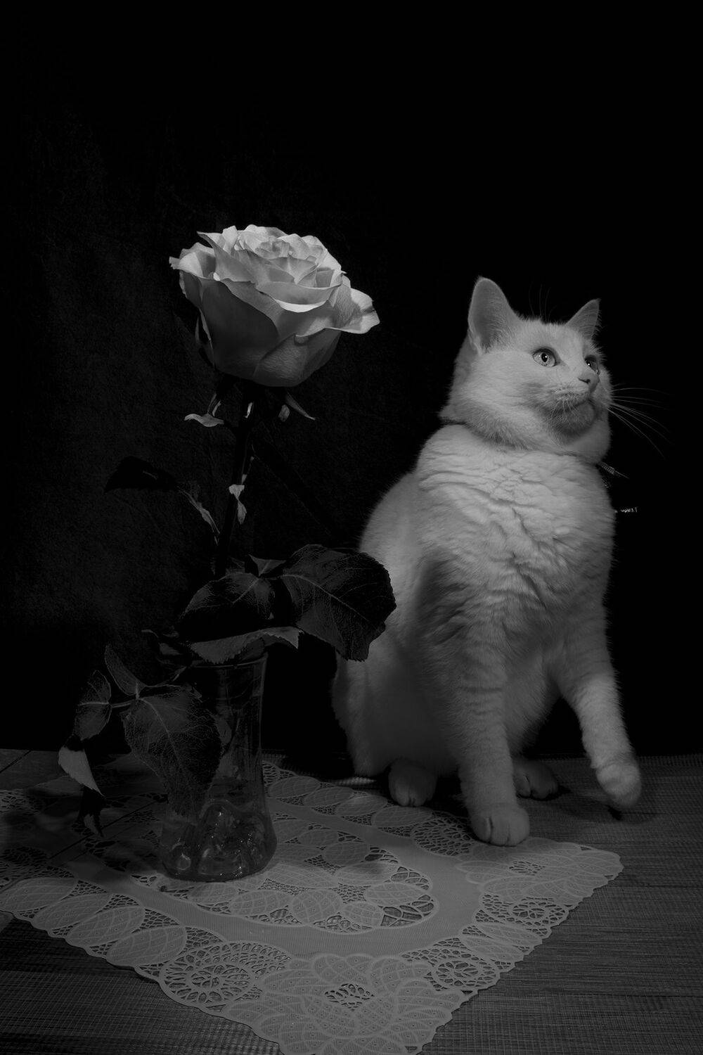 Photo #10495610