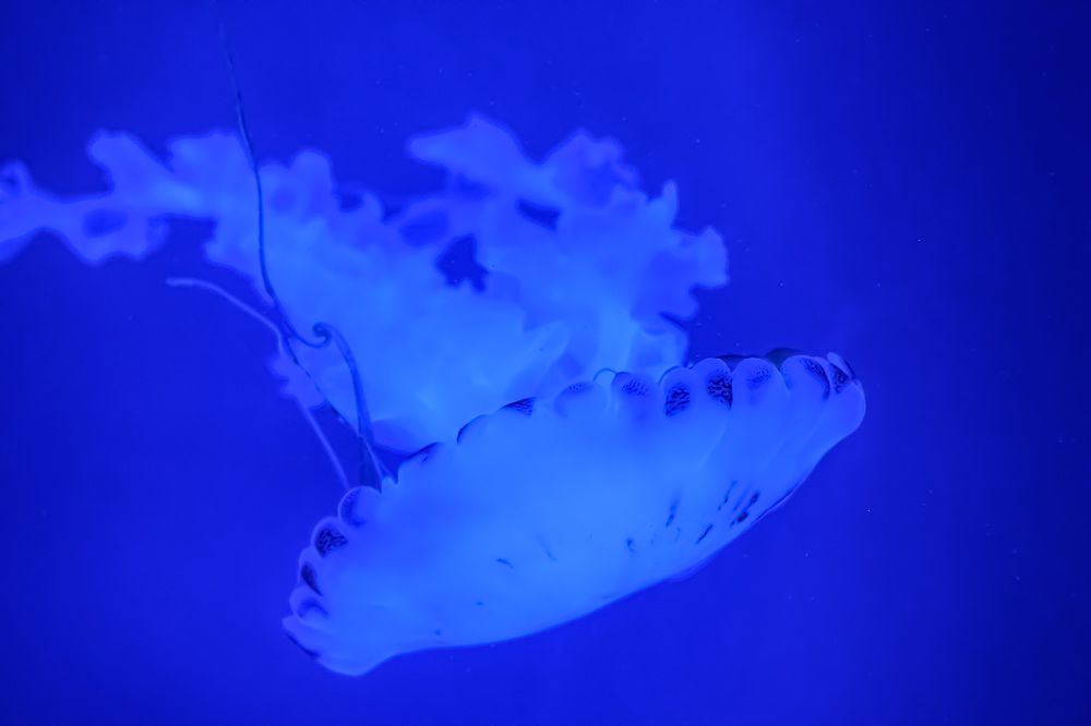 Фотография автора Kristina Karadakova