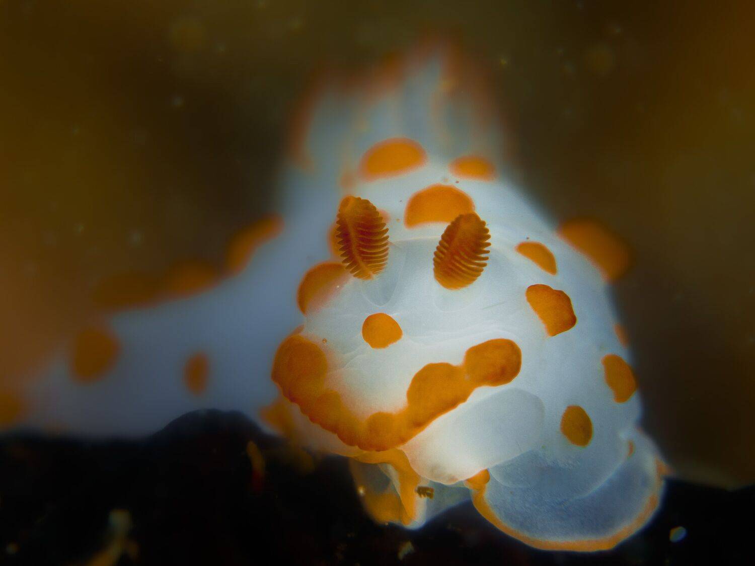 NUDIBRANCH