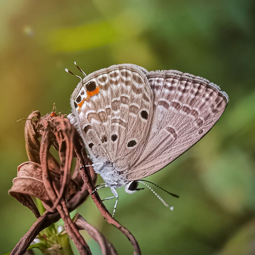 Plains Cupid Butterfly