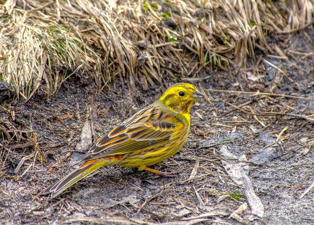Овсянка обыкновенная