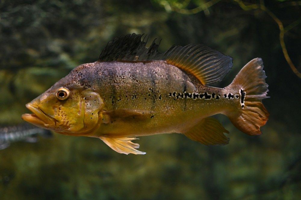 Photograph by Pavel Statsenko