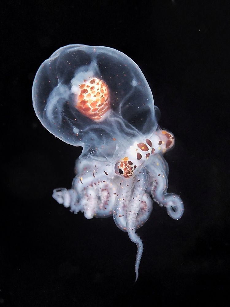 Photograph by Penn De Los Santos