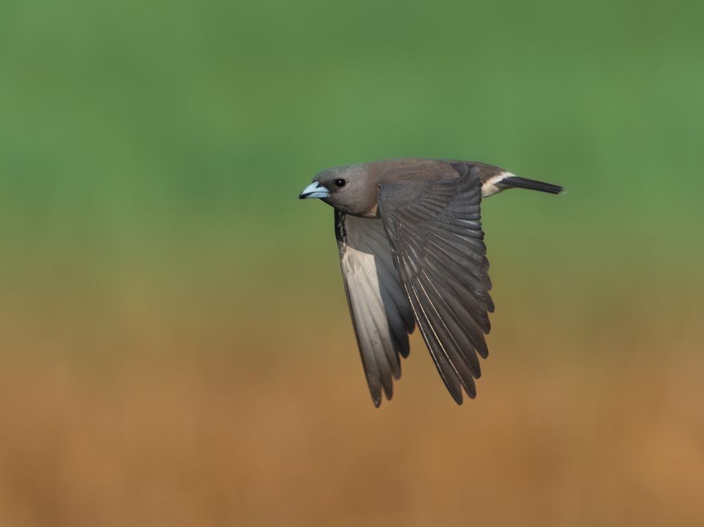 Photograph by Vipin P C