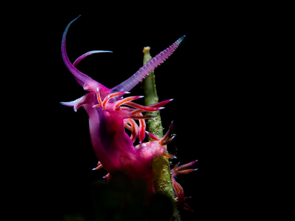 Photograph by Serdar AVCI