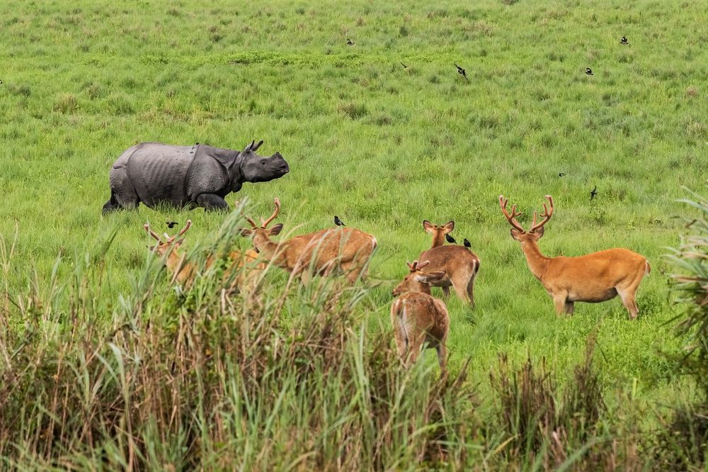 Photograph by Pinak Paul