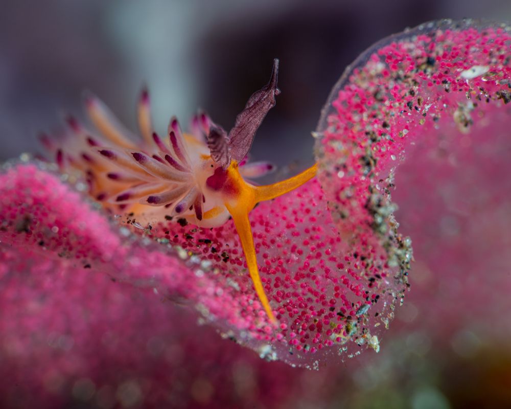 Photograph by Shinto K Anto