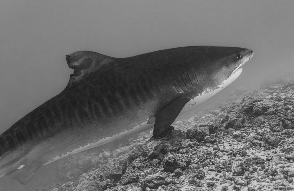 Photograph by Валерий Одинцов