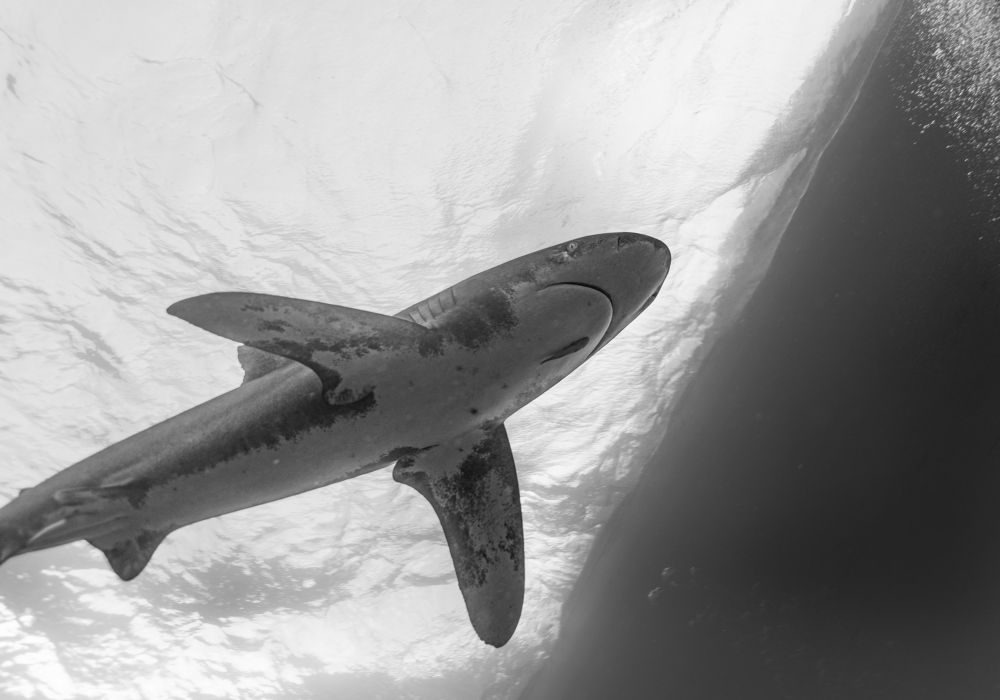 Photograph by Валерий Одинцов