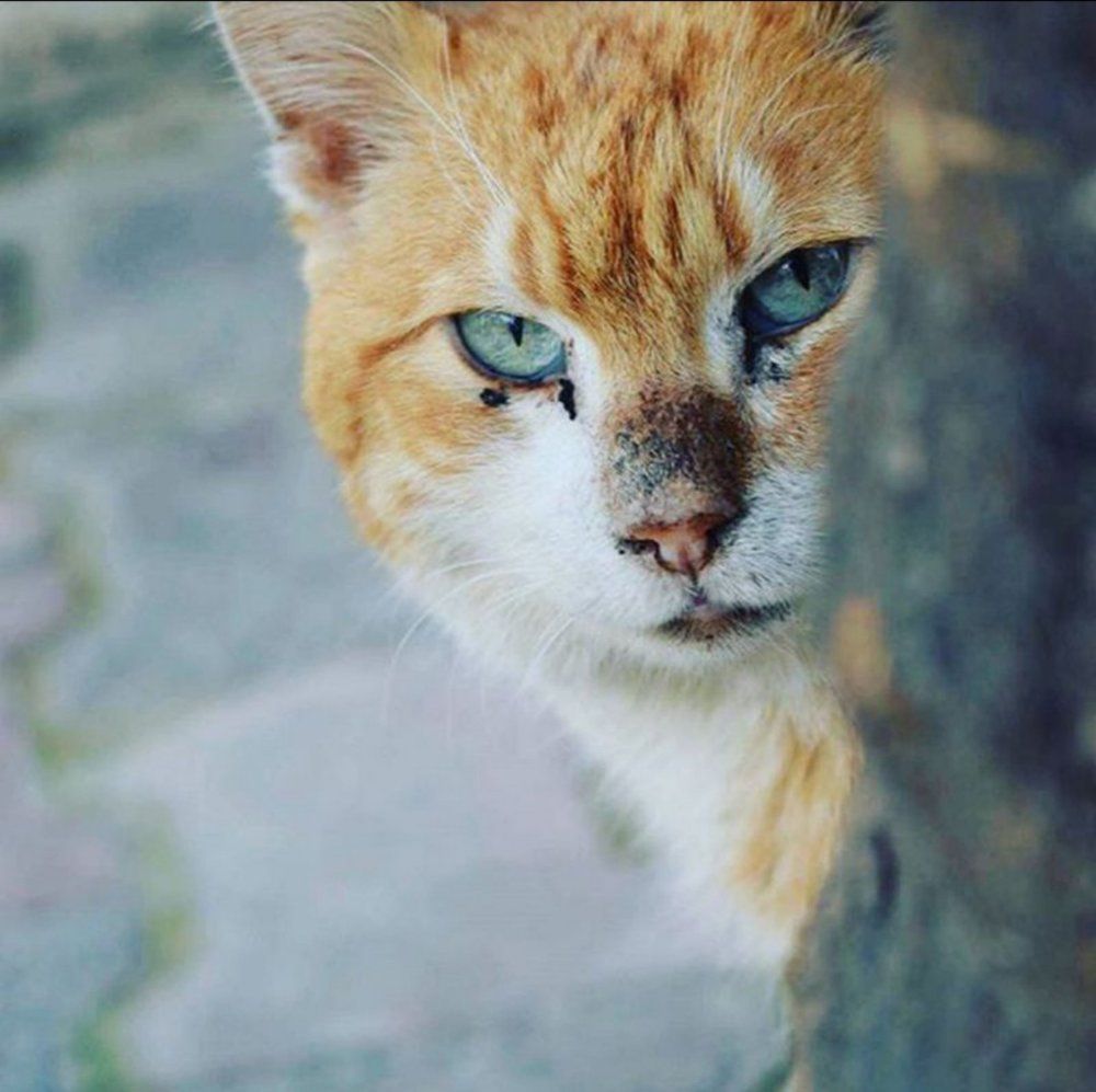 Photograph by Chrissanthi Papadopoulou