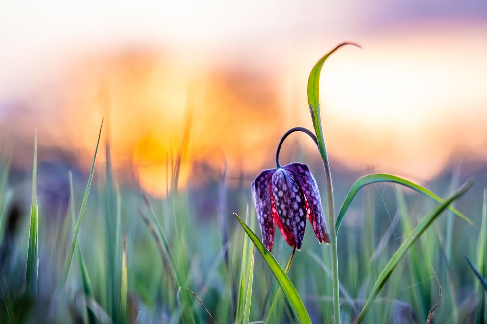 Tulip