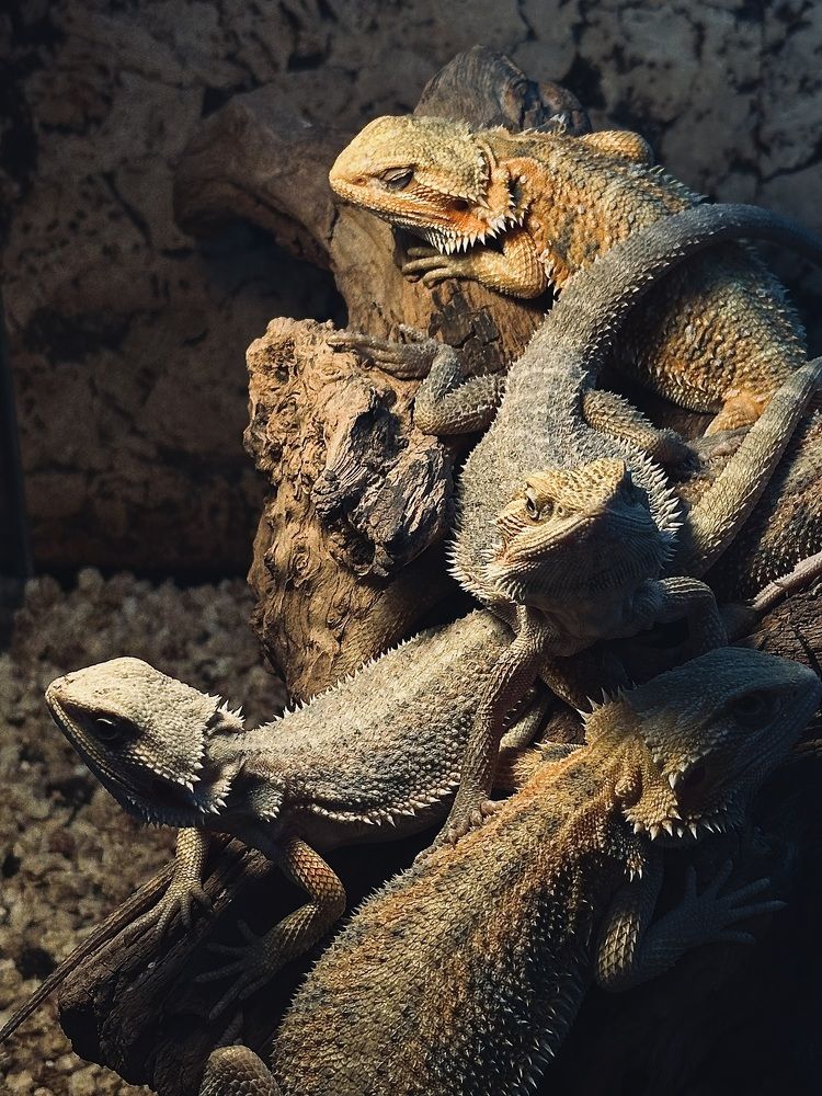 Photograph by Диана Бадеева