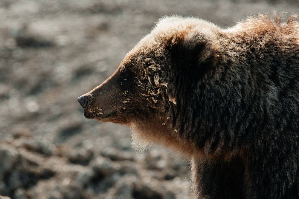 Photograph by Людмила Москвичёва