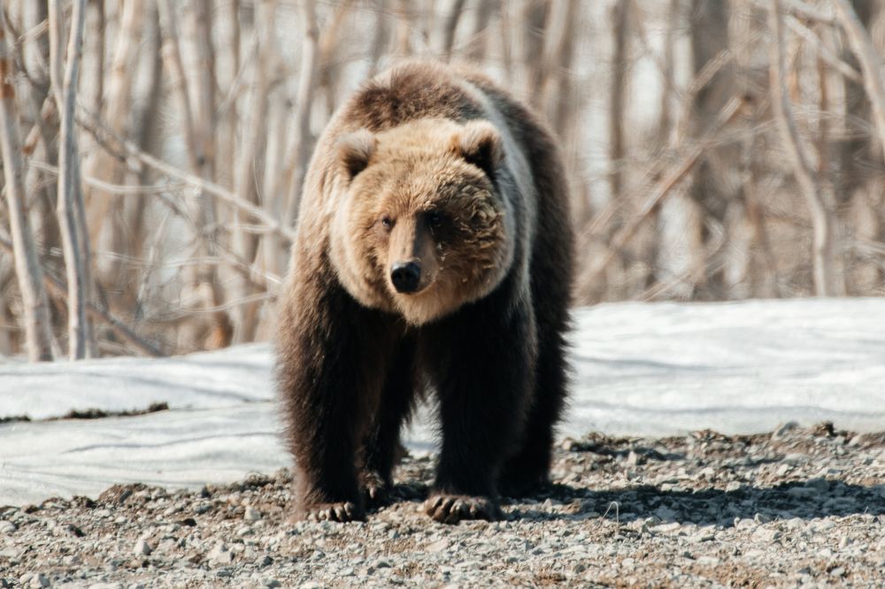Photograph by Людмила Москвичёва