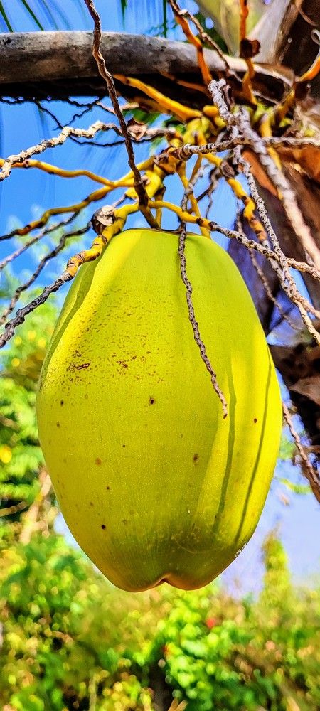 Coconut on Tree