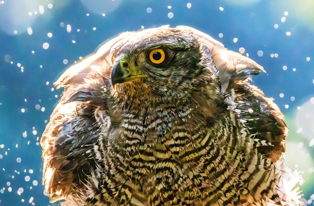 Photograph by Chris Brain