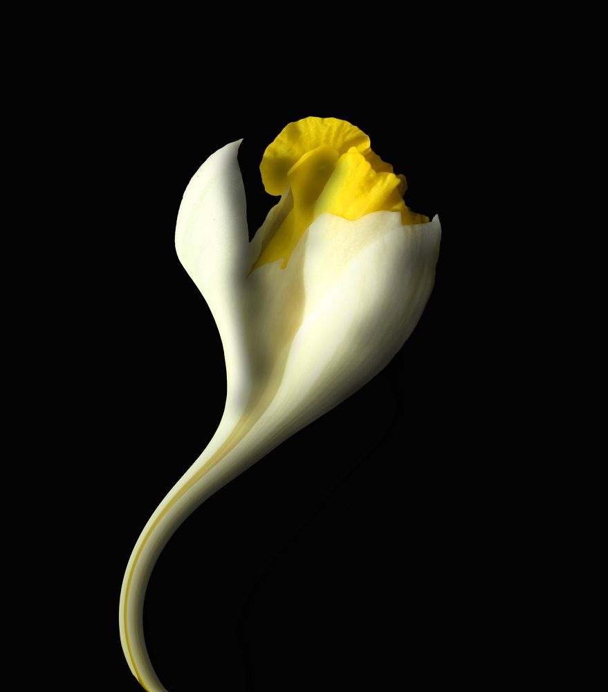 Iris flower