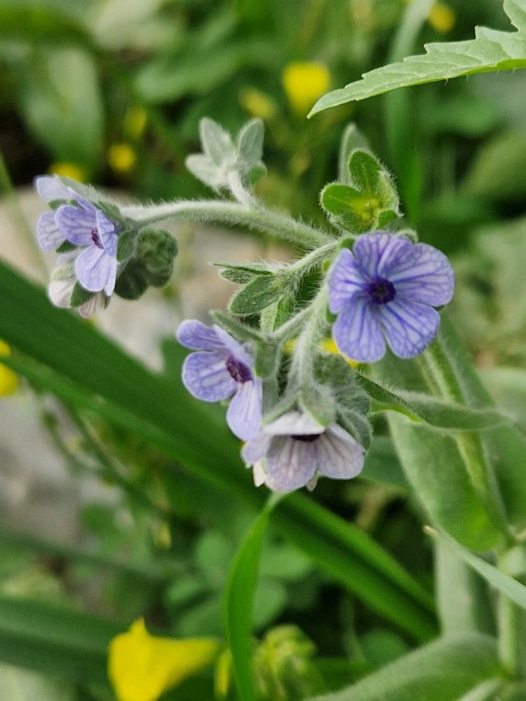 голубоватая африканская красавица