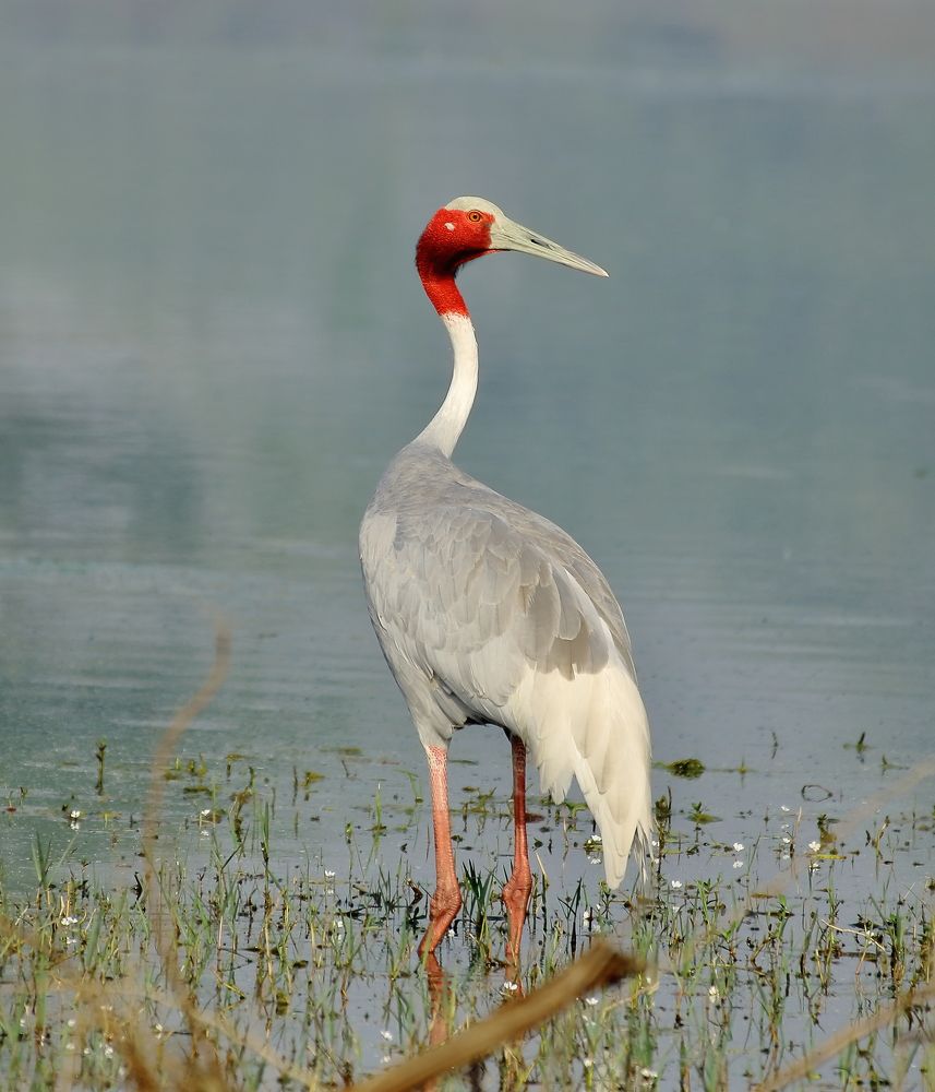 A Sarus Crane
