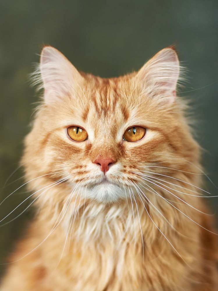 Фотография автора Мария Шабурникова