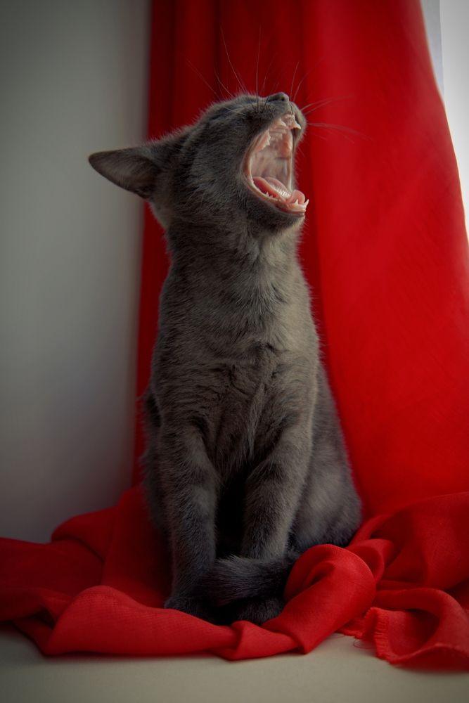 Photograph by ANDREY KISELYOV