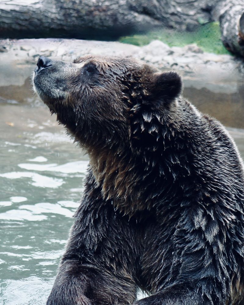 Photograph by ЗОЯ МЕДВЕДЕВА