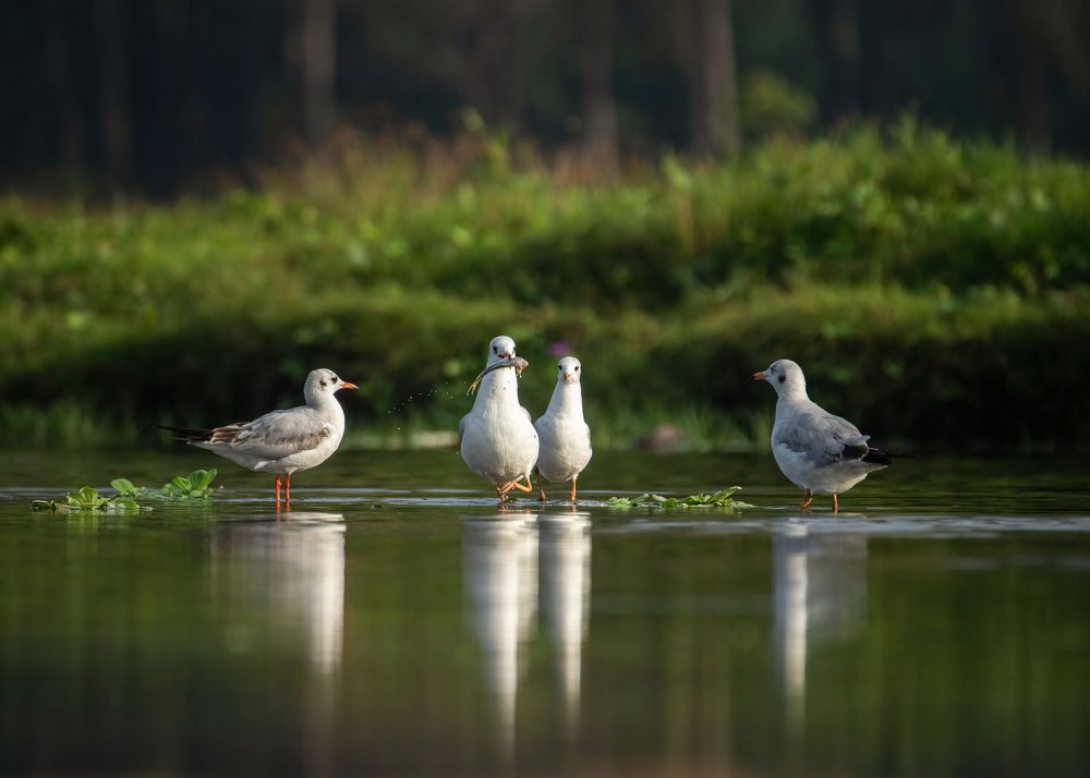 Photograph by JISHNUDEV PULINKUZHY