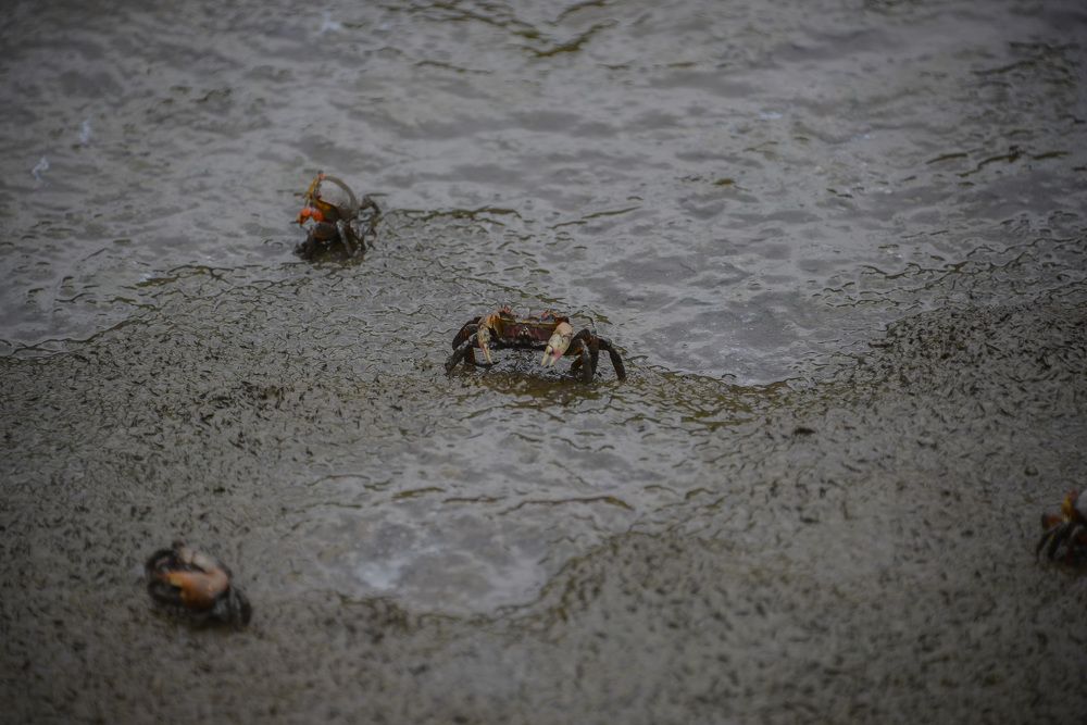 Photograph by Descartes Junior