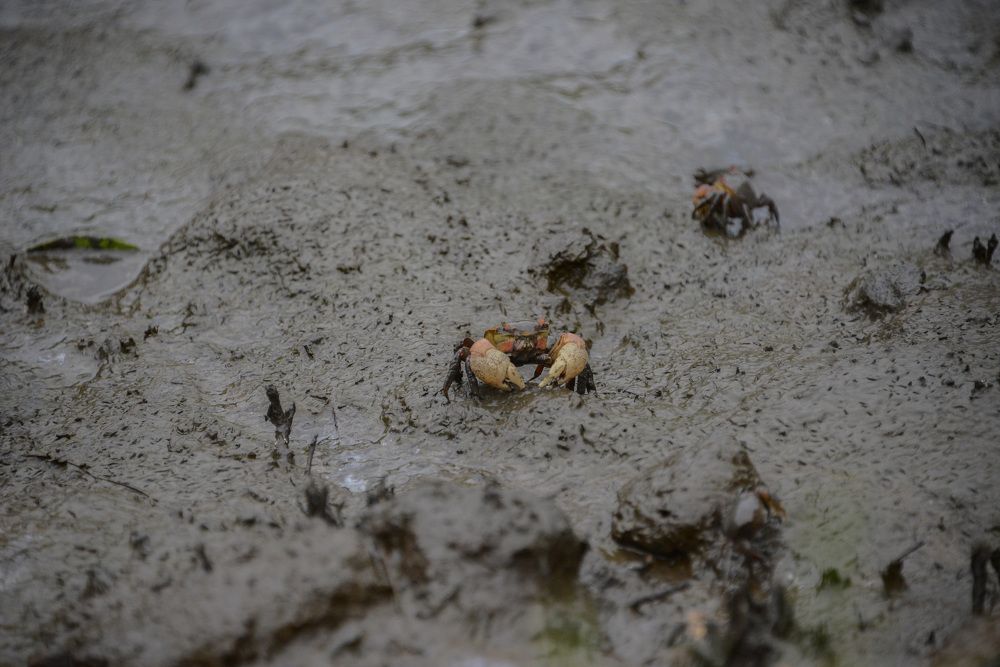 Photograph by Descartes Junior