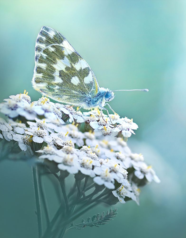 Photograph by S. Dana