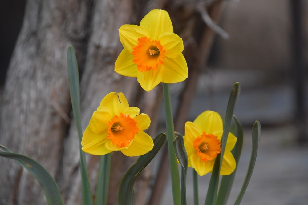 Photograph by Radoslav Stefanov