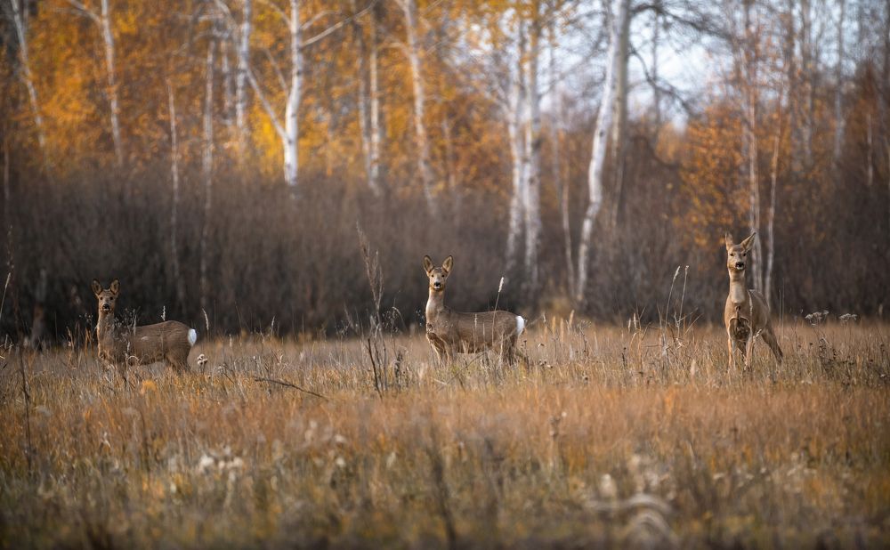 Сентябрь, Октябрь, Ноябрь.