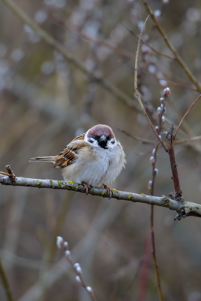 Photograph by Evgenia Korchagova