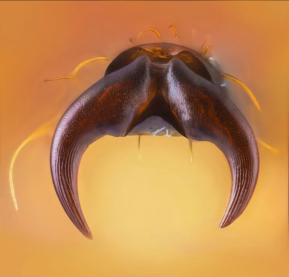 **Beetle claws Sulawesiella rafaelae** country of origin Indonesia