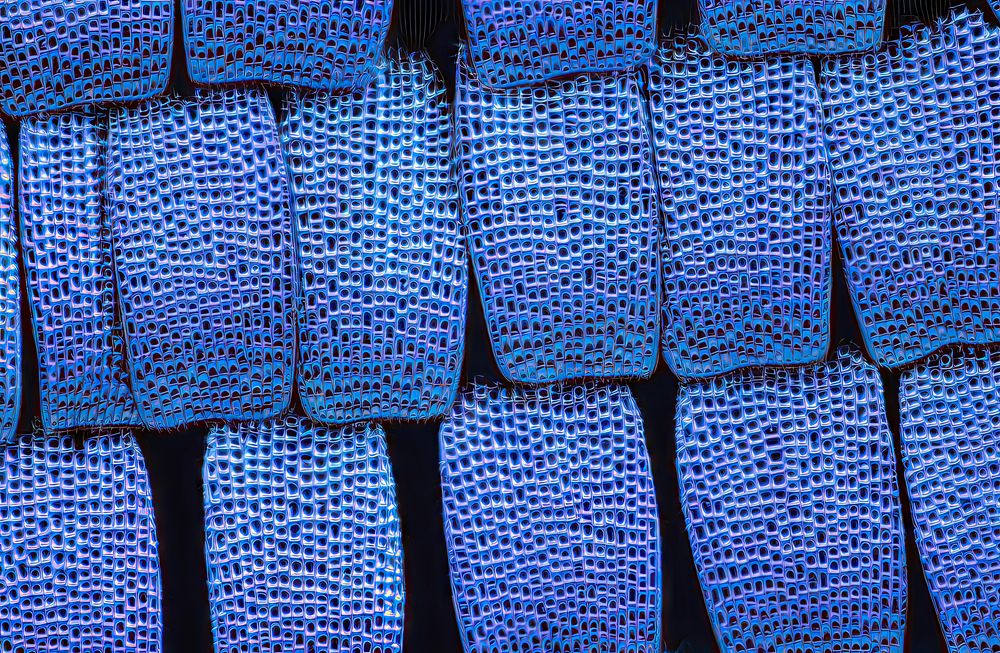 SCALES ON A PAPILIO ULYSSES BUTTERFLY WING AT 50X MAGNIFICATION
