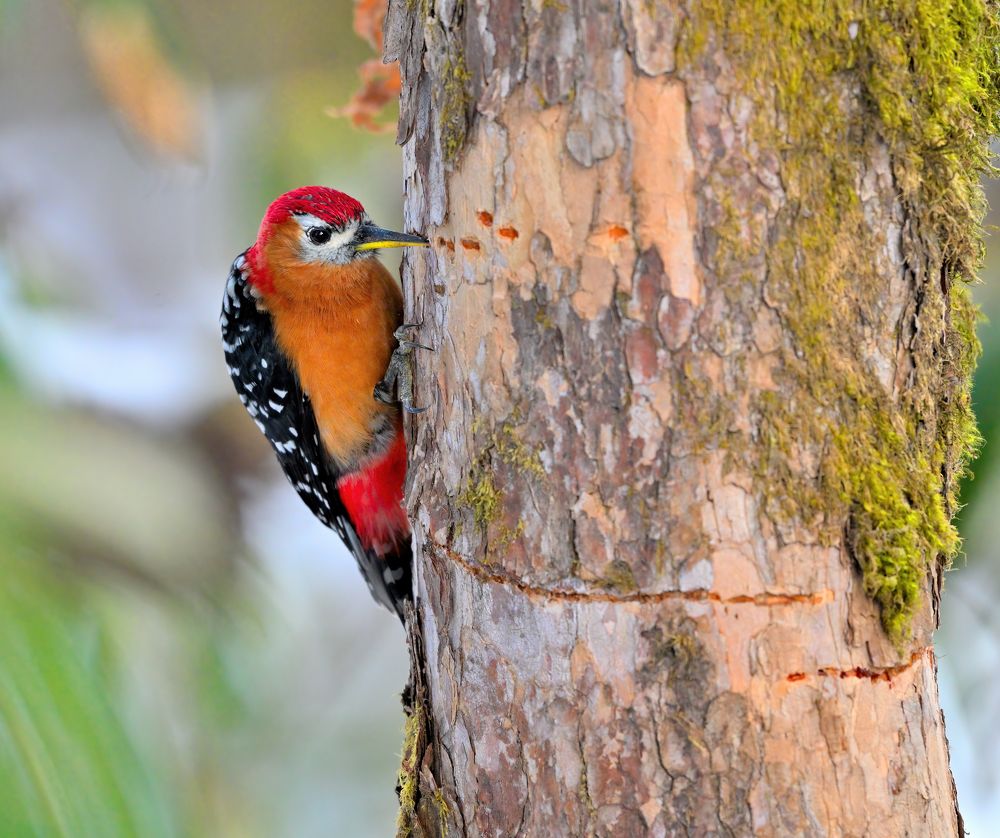 Photograph by Abhishek Manna