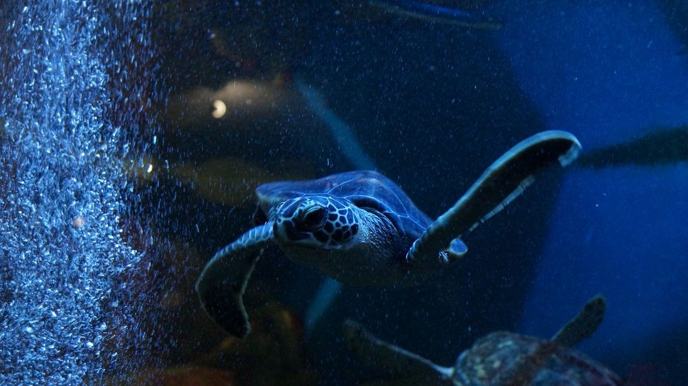 Photograph by Galina Belinskaya