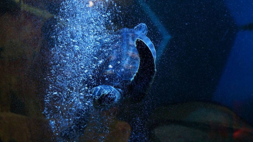 Photograph by Galina Belinskaya