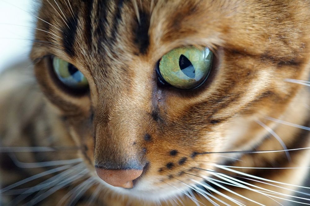 Фотография автора Liudmila Kiermeier