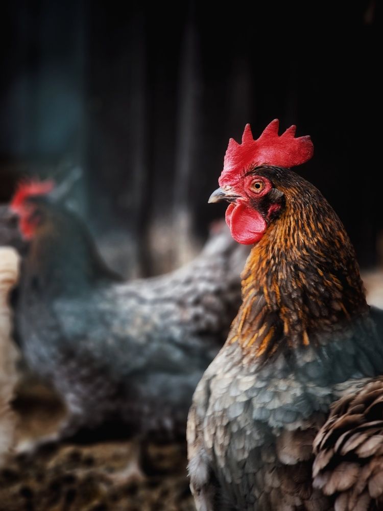 Фотография автора Alina Filimonova