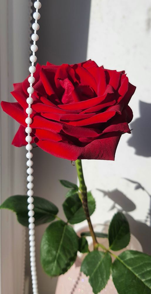 Фотография автора Светлана