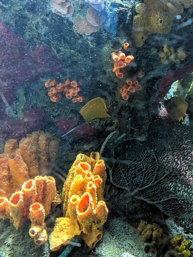Yellow Tube Coral