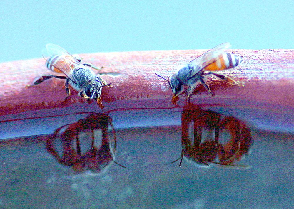 Photograph by MAHMOOD AKBAR