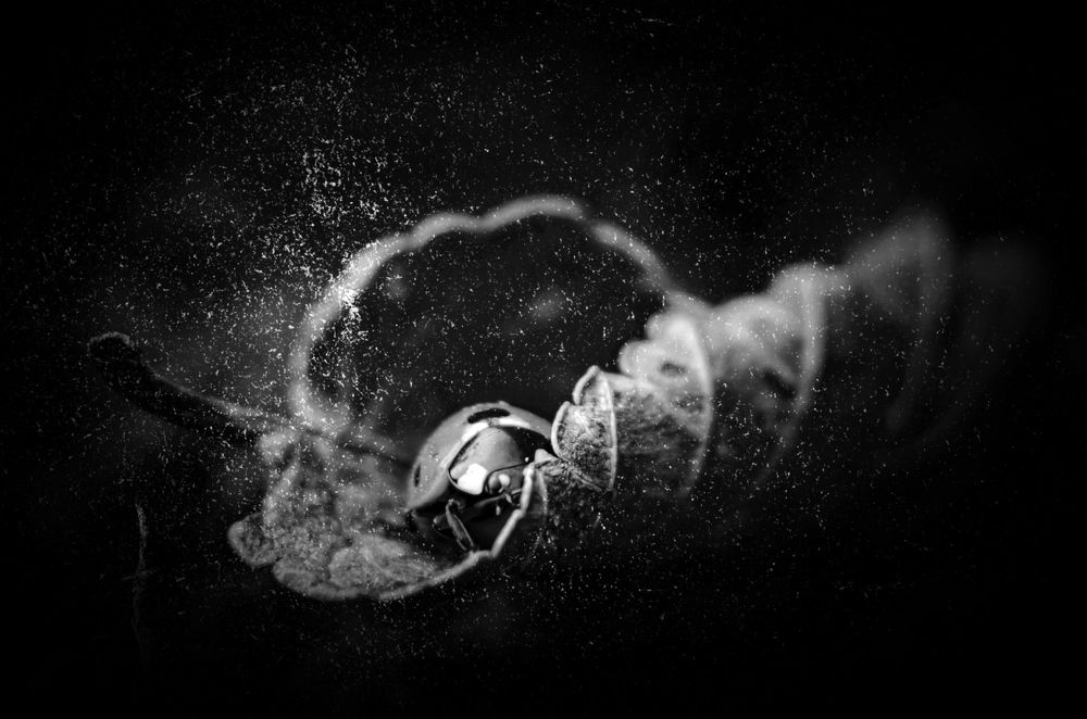 Фотография автора Наталья Алексеева