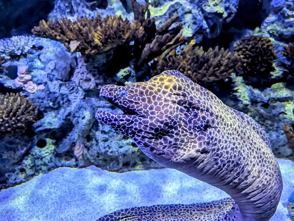 Honeycomb Moray
